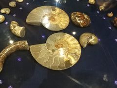 -青岛贝壳博物馆