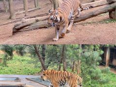 -云南野生动物园