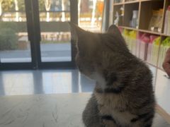 -瑞派宠物医院·24h·骨外科·皮肤科·全科宠物医疗转诊中心(沈阳浑南院)