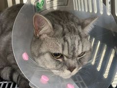 -北京恒爱动物医院(清景园分院)