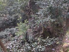 -雨花胜境