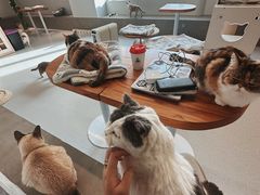 -Cappucimeow猫咪咖啡馆(韦伯时代店)