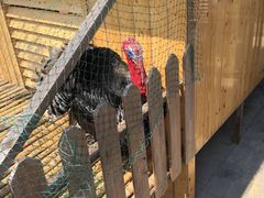 -上海崇明金茂凯悦酒店