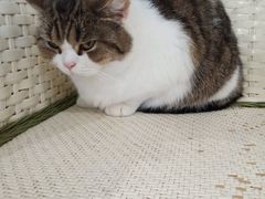 -共舞时光猫咖·狗咖(新街口店)