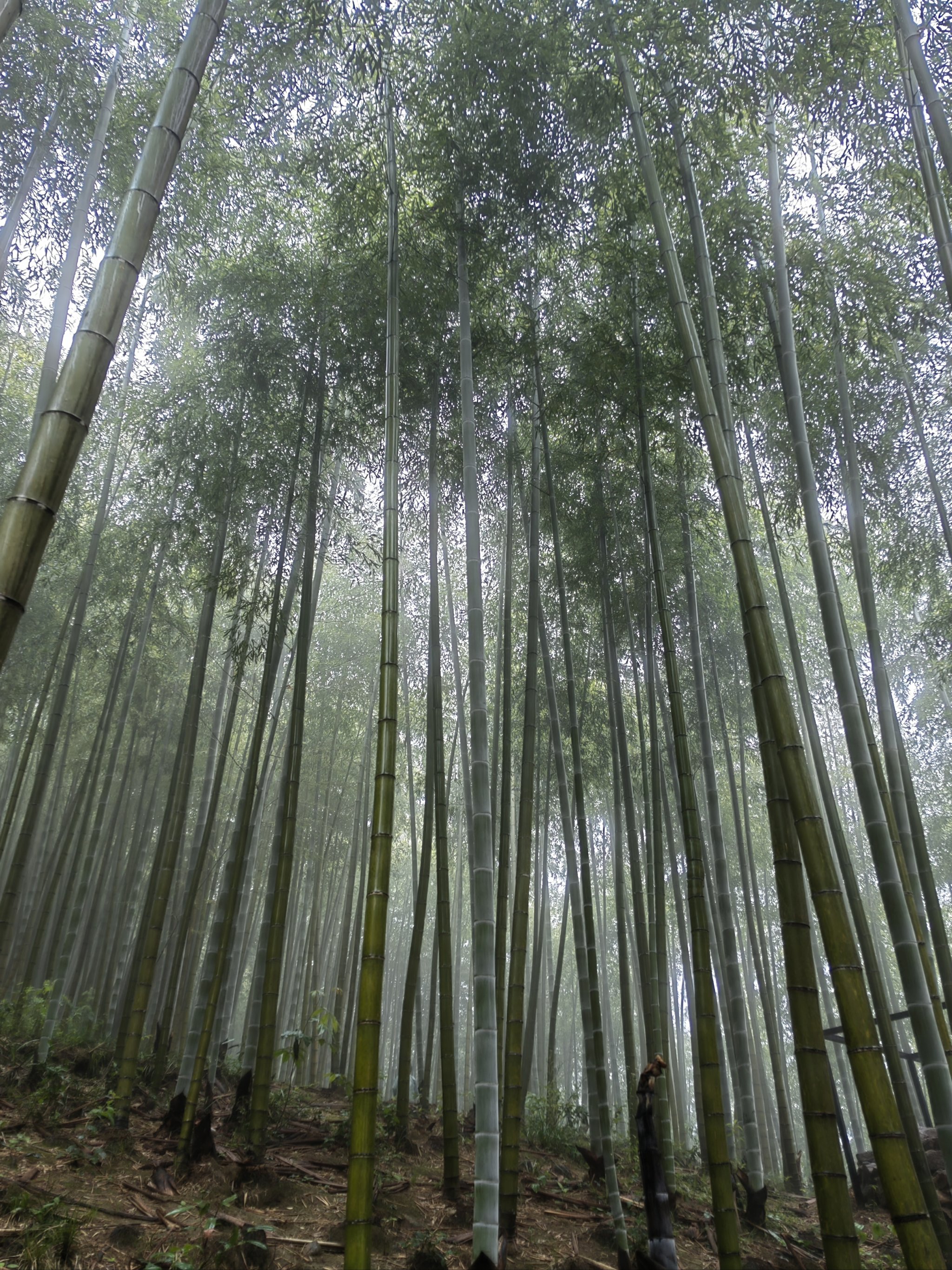 雨中竹林手机壁纸图片