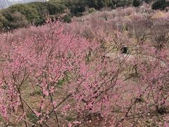 -无锡梅园公园