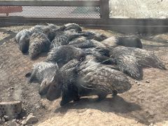-大青山野生动物园