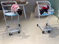 -怪兽屋·羊驼·猫咖·狗咖(俊华广场店)