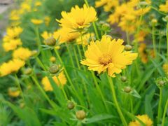 -石井坡(地铁站)