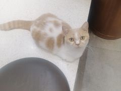-飞行喵MR PILOT|猫舍·猫咖(静安大融城店)