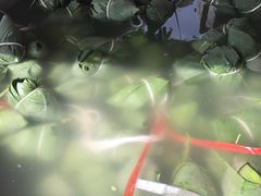 -眼镜粑粑