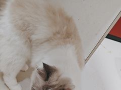-御宝贝24h宠物医院·转诊中心·CT核磁血透中心(厦门总院)
