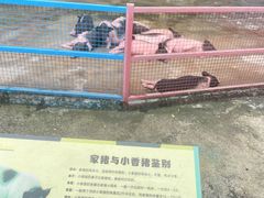 -深圳野生动物园