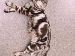 -猫色咖啡·猫咖