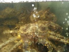 -蟹之国·精品蟹料理(极地店)