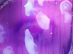 -芜湖新华联大白鲸海洋公园