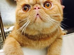 -飞行喵MR PILOT|猫舍·猫咖(静安大融城店)