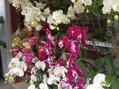 -溪岸路花鸟市场