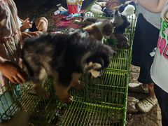 -中环花鸟鱼虫市场
