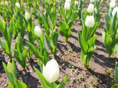 -长春公园(普阳街道)