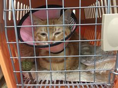 -伟伟宠物医院·CT影像中心·瑞派犬猫综合性门诊(汉口总院)