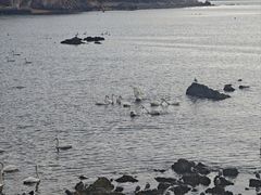 -烟墩角天鹅湖