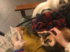 -猫色咖啡·猫咖