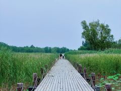 -马家湾湿地公园
