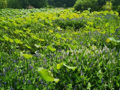 -溱湖国家湿地公园