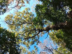 -普陀山风景区-佛顶山