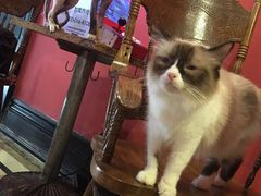 -猫色咖啡·猫咖