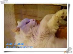 -Babycat私家御饼屋(龙头路一店)