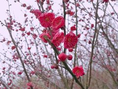 -香雪海