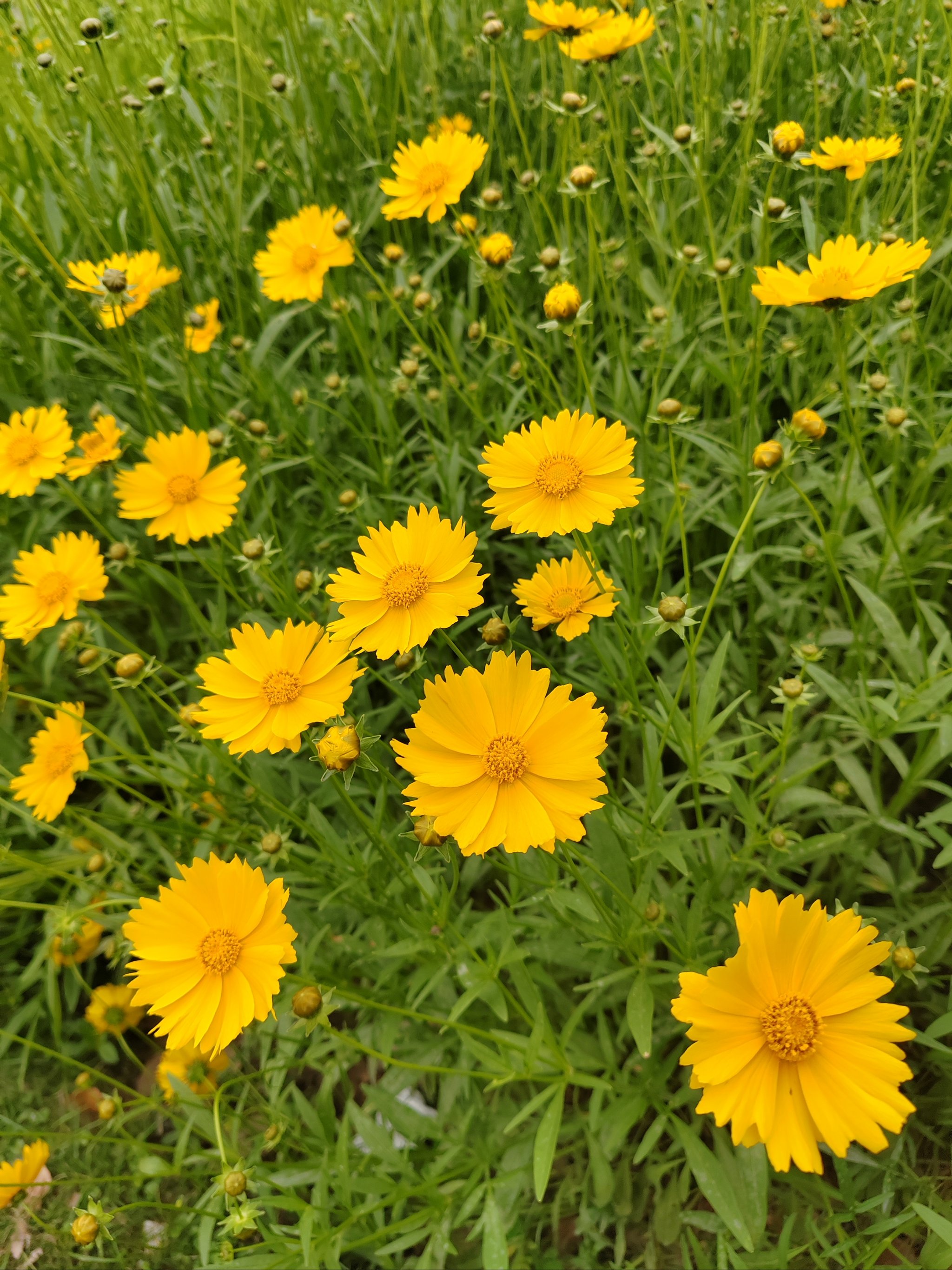 硫华菊发芽图片图片