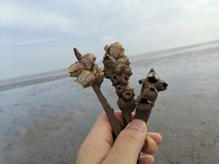 -南汇嘴观海公园