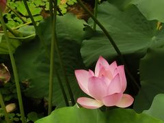 -荔湾湖公园