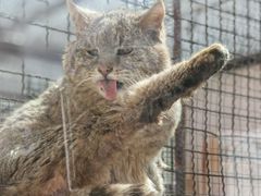 -青藏高原野生动物园