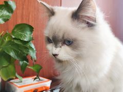 -楼上猫咖(罗湖店)