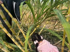 -菊园百果园