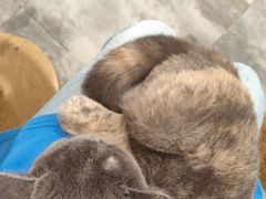 -楼上猫咖(罗湖店)