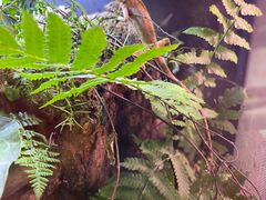 -正佳雨林生态植物园