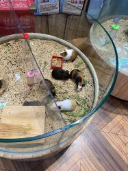 点击看大图 -卡通尼·Safari非洲探索乐园·生日会(金桥国际商业广场店)