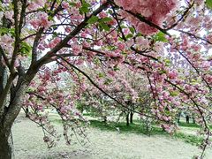 -莲花池公园
