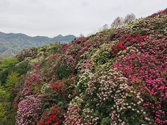 -贵州百里杜鹃风景名胜区