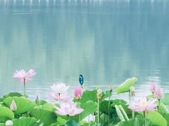 -莲花池公园