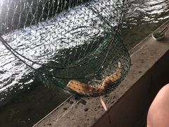 -会江钓鱼钓虾烧烤场