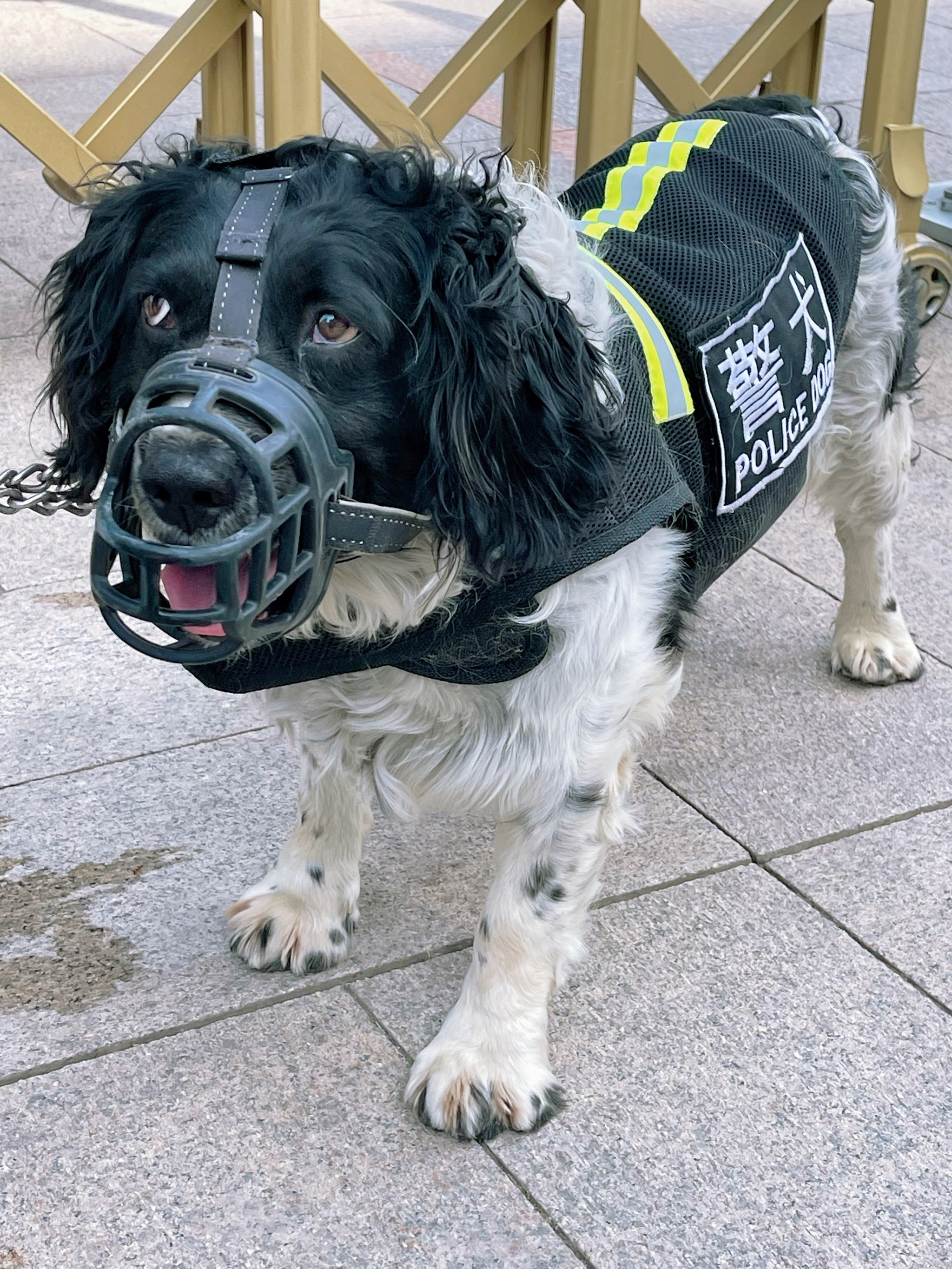 警犬樱桃的真主人照图片