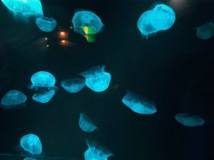 -西海国立公园九十九岛水族馆