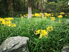 -杭州植物园