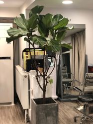 -AFA Hair studio·女士发型设计